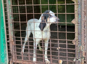 Red - lebensfroh trotz Zwinger,  Red wartet auf sein erstes richtiges Zuhause