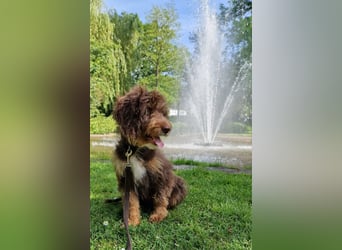 Aussiedoodle - Australian Shepherd/Kleinpudel - ab Anfang 2026 -