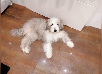 Aussiedoodle - Australian Shepherd/Kleinpudel - ab Anfang 2026 -