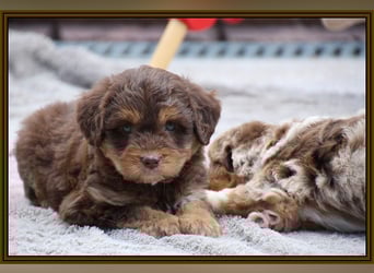 Aussiedoodle - Australian Shepherd/Kleinpudel - ab Anfang 2026 -
