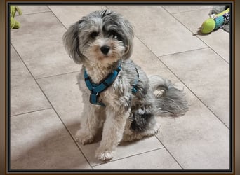 Aussiedoodle - Australian Shepherd/Kleinpudel - ab Anfang 2026 -