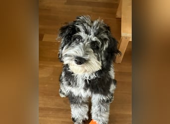 Australiandoodle - Traumwelpen aus langjähriger Familienaufzucht. KEINE Arbeitslinie.