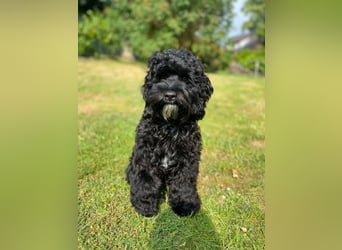 Aussiedoodle - Australian Shepherd/Kleinpudel - ab Anfang 2026 -