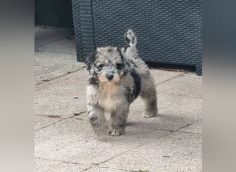 Australiandoodle - Traumwelpen aus langjähriger Familienaufzucht. KEINE Arbeitslinie.