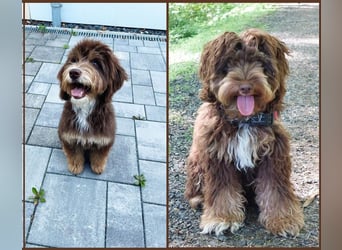 Aussiedoodle - Australian Shepherd/Kleinpudel - ab Anfang 2026 -