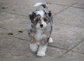 Aussiedoodle - Australian Shepherd/Kleinpudel - ab Anfang 2026 -