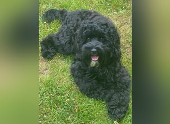 Aussiedoodle - Australian Shepherd/Kleinpudel - ab Anfang 2026 -