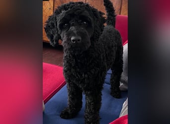 Aussiedoodle - Australian Shepherd/Kleinpudel - ab Anfang 2026 -