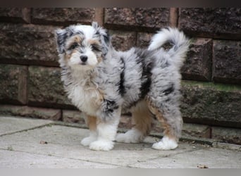 Aussiedoodle - Australian Shepherd/Kleinpudel - Traumhafte Farben.