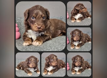 Aussiedoodle - Australian Shepherd/Kleinpudel - Traumhafte Farben.