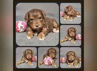 Aussiedoodle - Australian Shepherd/Kleinpudel - Traumhafte Farben.