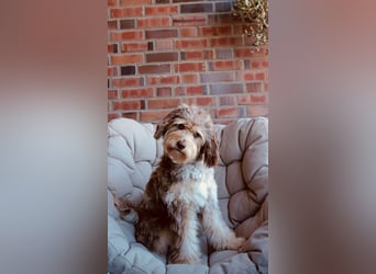 Aussiedoodle - Australian Shepherd/Kleinpudel - Traumhafte Farben.