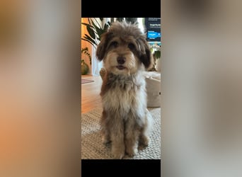 Aussiedoodle - Australian Shepherd/Kleinpudel - Traumhafte Farben.
