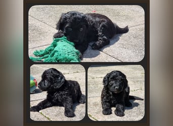 Aussiedoodle - Australian Shepherd/Kleinpudel - ab Anfang 2026 -