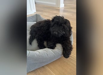 Aussiedoodle - Australian Shepherd/Kleinpudel - ab Anfang 2026 -