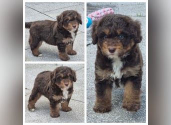 Aussiedoodle - Australian Shepherd/Kleinpudel - Traumhafte Farben.