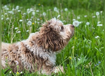Aussiedoodle - Australian Shepherd/Kleinpudel - Traumhafte Farben.