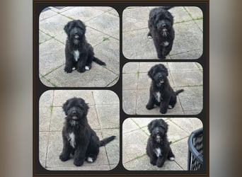 Aussiedoodle - Australian Shepherd/Kleinpudel - ab Anfang 2026 -