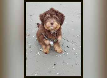 Aussiedoodle - Australian Shepherd/Kleinpudel - Traumhafte Farben.