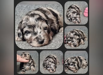Aussiedoodle - Australian Shepherd/Kleinpudel - Traumhafte Farben.