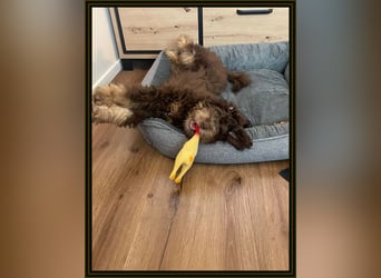 Aussiedoodle - Australian Shepherd/Kleinpudel - Traumhafte Farben.