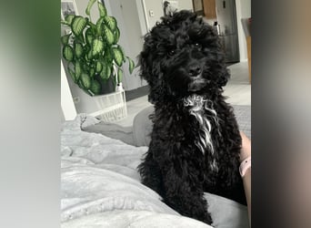 Aussiedoodle - Australian Shepherd/Kleinpudel - ab Anfang 2026 -