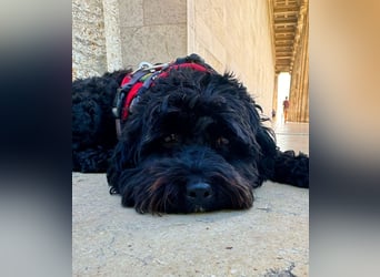 Aussiedoodle - Australian Shepherd/Kleinpudel - ab Anfang 2026 -