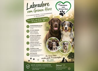 Aussiedor/ Leo- Labrador Welpe mit Stammbaum