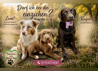 Aussiedor/ Leo- Labrador Welpe mit Stammbaum