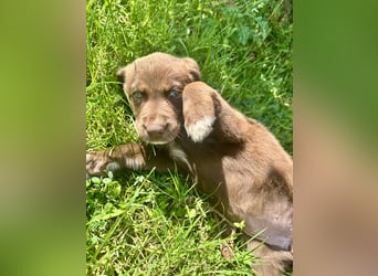 Aussiedor/ Leo- Labrador Welpe mit Stammbaum