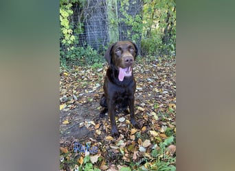 Aussiedor/ Leo- Labrador Welpe mit Stammbaum