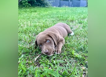Aussiedor/ Leo- Labrador Welpe mit Stammbaum