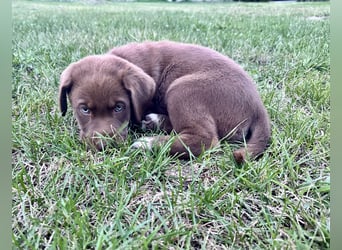 Aussiedor/ Leo- Labrador Welpe mit Stammbaum