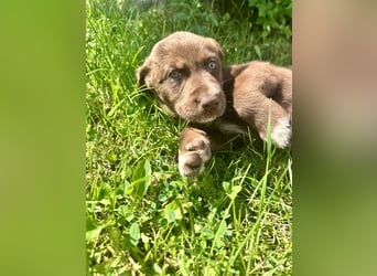 Aussiedor/ Leo- Labrador Welpe mit Stammbaum