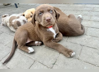 Aussiedor/ Leo- Labrador Welpe mit Stammbaum