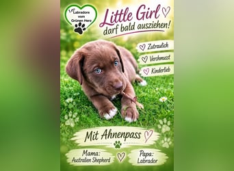 Aussiedor/ Leo- Labrador Welpe mit Stammbaum