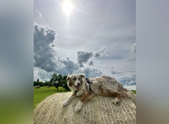 Aussiedor/ Leo- Labrador Welpe mit Stammbaum