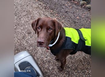 Charlie sucht seinen Menschen