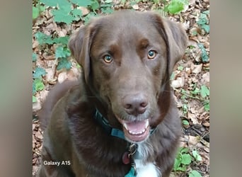 Charlie sucht seinen Menschen