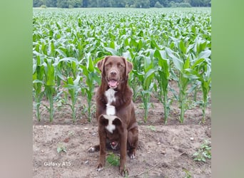Charlie sucht seinen Menschen