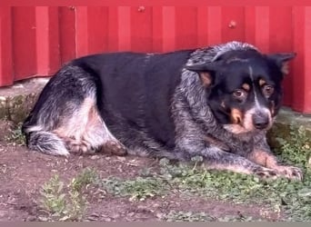 Antonia, geboren 17.01.2021, 40cm sucht ihre Menschen