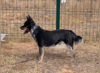 Sziren, geboren 01.06.2024, 41cm sucht ihr Abenteuer