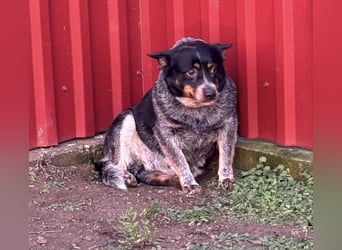 Antonia, geboren 17.01.2021, 40cm sucht ihre Menschen