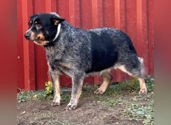 Antonia, geboren 17.01.2021, 40cm sucht ihre Menschen