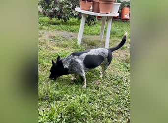 Ausgeglichene cattle dog ähnl. Hundedame, 4J., kastriert, konderlieb
