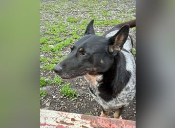 Ausgeglichene cattle dog ähnl. Hundedame, 4J., kastriert, konderlieb