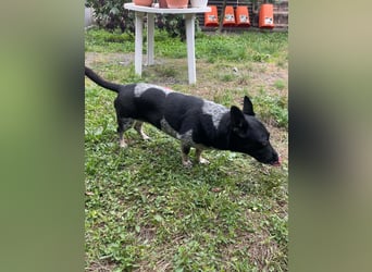 Ausgeglichene cattle dog ähnl. Hundedame, 4J., kastriert, konderlieb