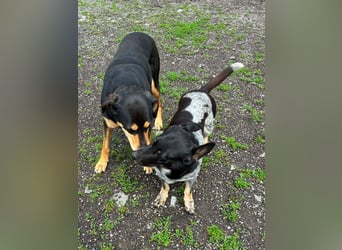 Ausgeglichene cattle dog ähnl. Hundedame, 4J., kastriert, konderlieb