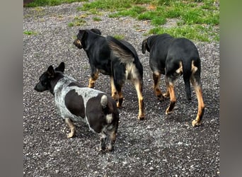 Ausgeglichene cattle dog ähnl. Hundedame, 4J., kastriert, konderlieb