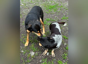 Ausgeglichene cattle dog ähnl. Hundedame, 4J., kastriert, konderlieb